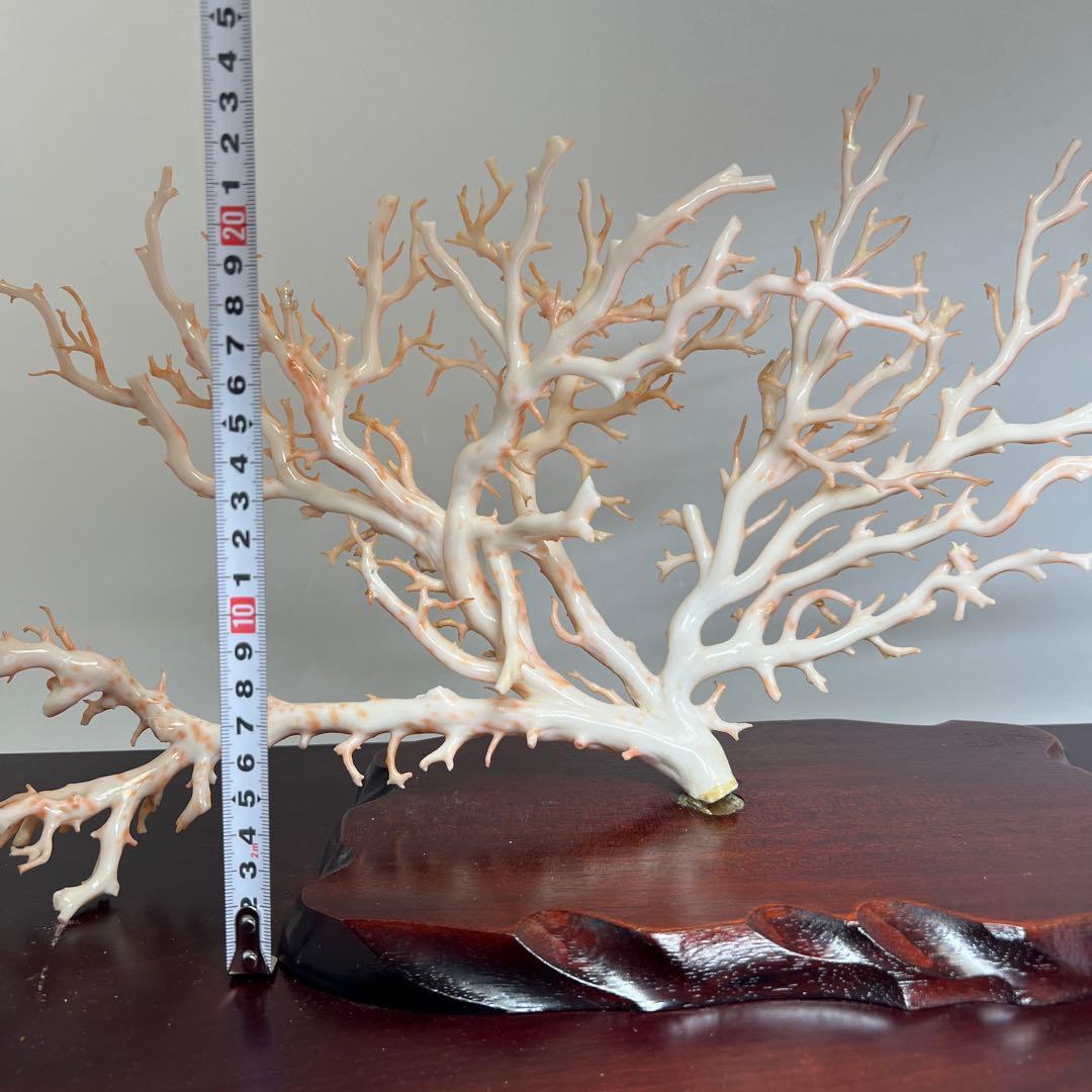 本桃色特大珊瑚　ケース付　東Y8-0129①トコニ