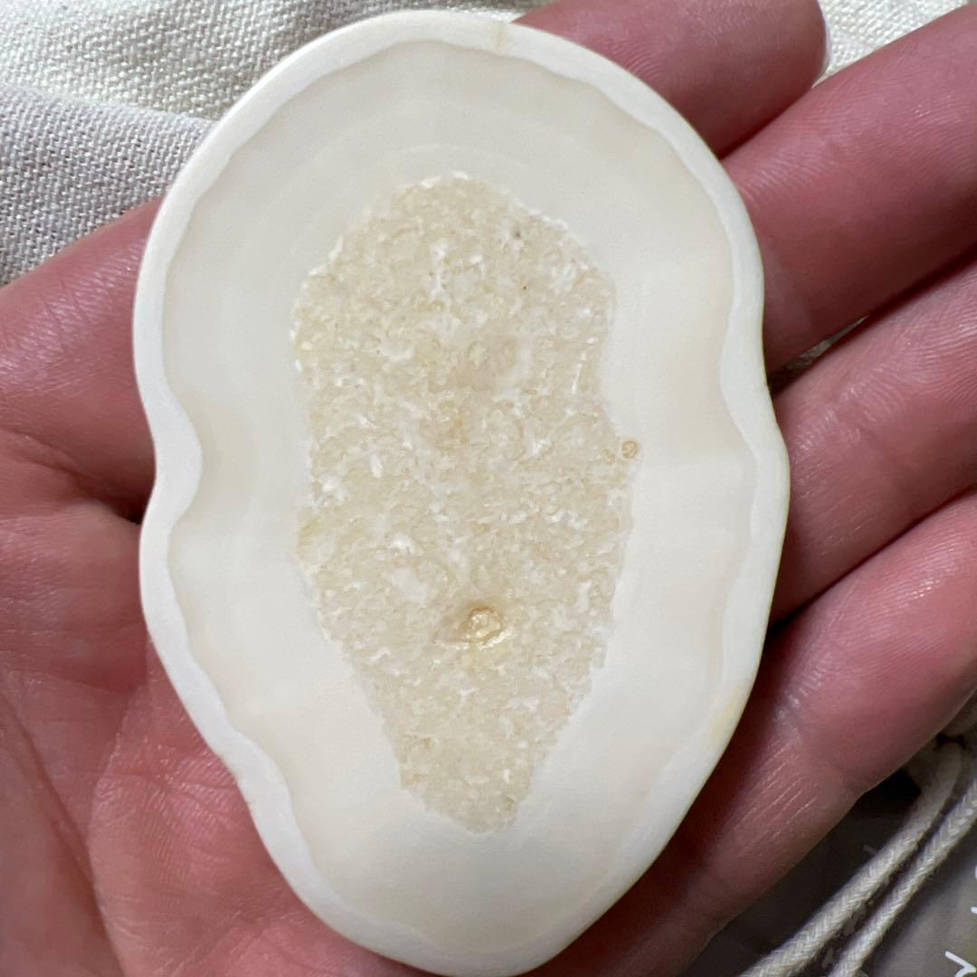 堤げ物 輪切り セイウチ 根付 54g 牙 饅頭