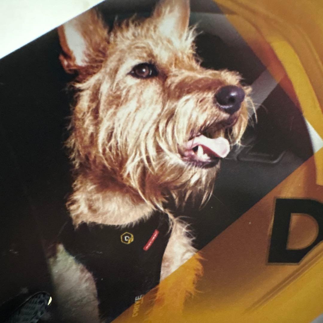 EZYDOG DRIVE HARNESS イージードッグ　ドライブハーネス