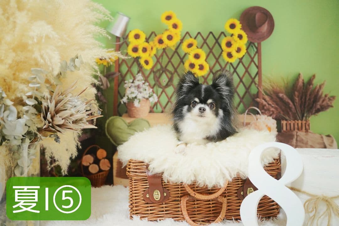 背景布×5+1　ペット撮影用フォトブース　トリミングチョーカー販売中　薔薇　梅雨