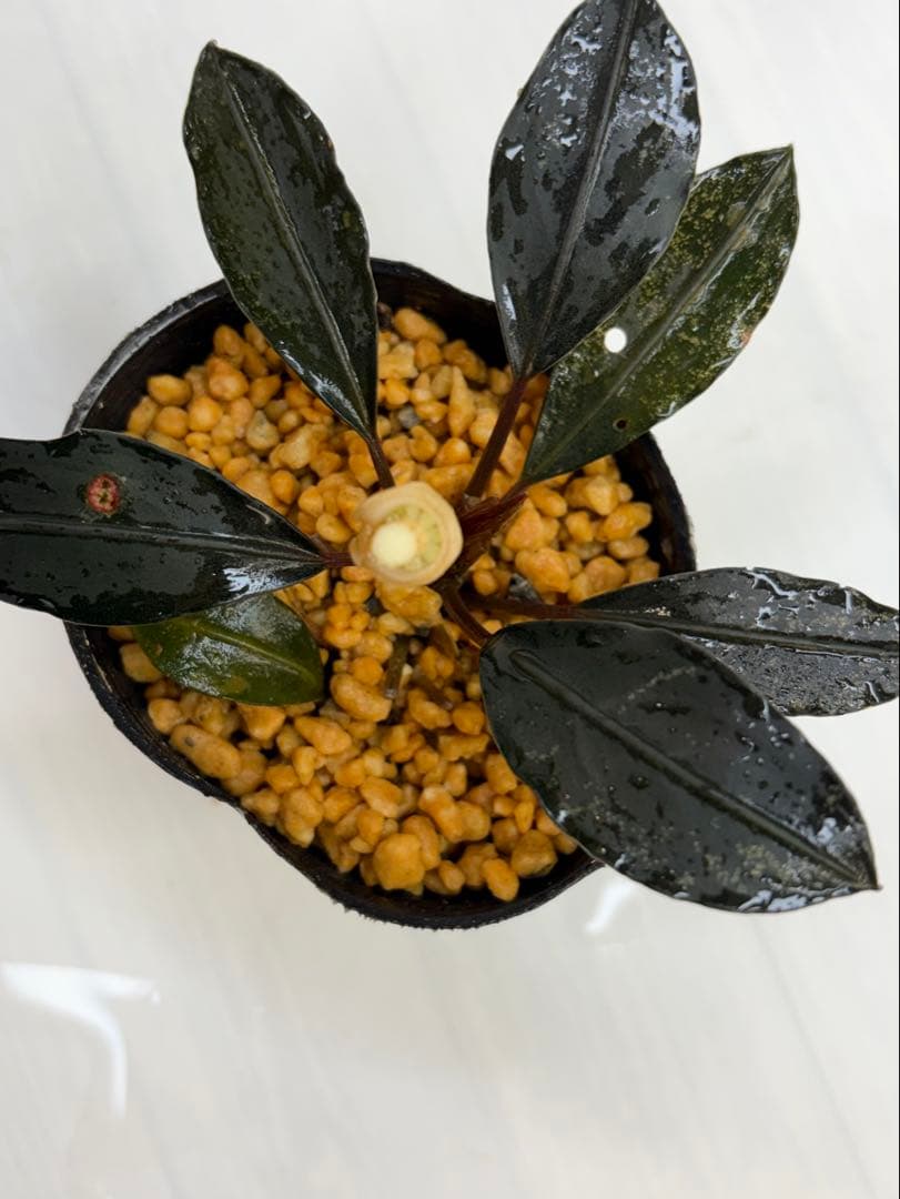 ひ*ス様 ⭐︎ブセファランドラ モトレィアーナ黒青丸葉絶品個体　パダワン　根伏せ