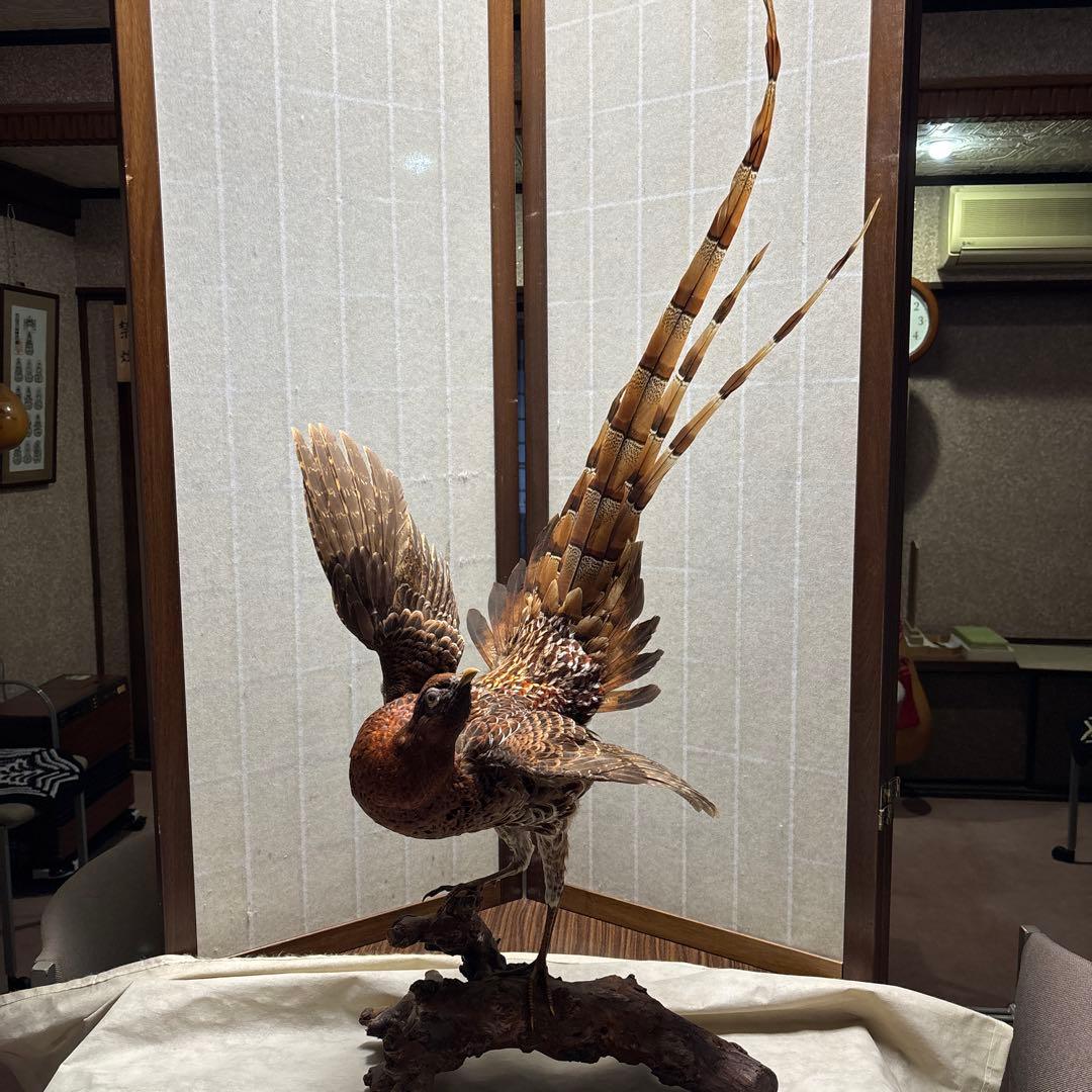 木製 鳥の彫刻 茶色と金色の羽根　雉　剥製　掘り出しもの