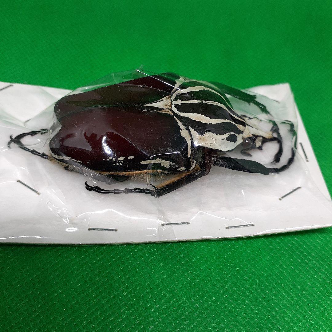 標本 Goliathus goliatus apicalis 65mm CONGO