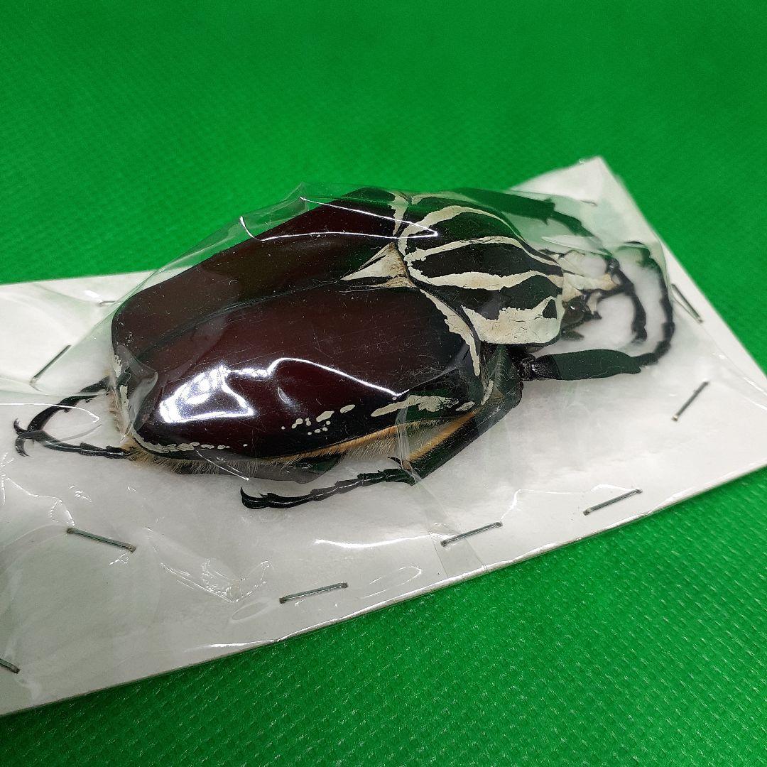標本 Goliathus goliatus apicalis 65mm CONGO