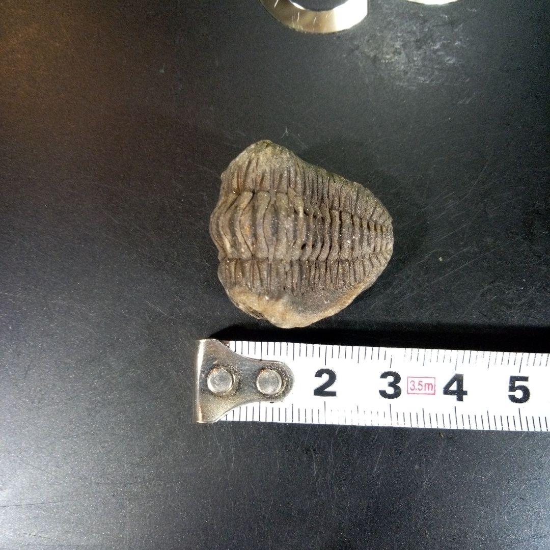 三葉虫　化石　fossil　ボリビア産　trilobite　三葉虫判別⑩