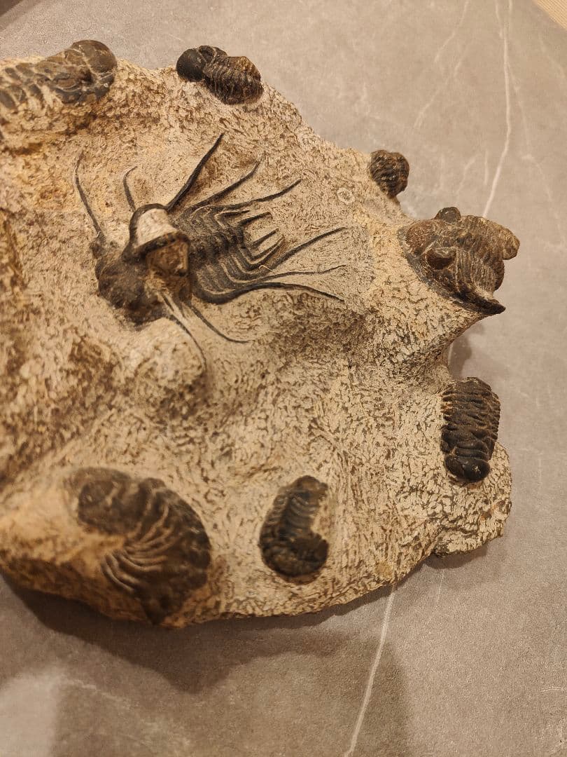 【博物館級・一点物】複数個体が集積した大型 三葉虫の化石 圧倒的存在感