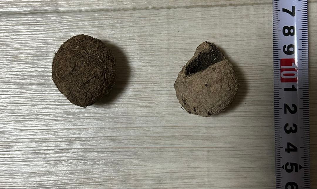 標本 タマオシコガネの玉　フンコロガシ　ダイコクコガネ