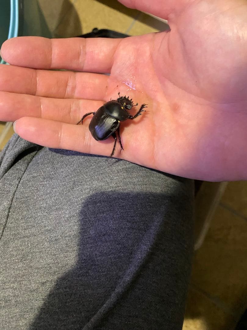 標本 タマオシコガネの玉　フンコロガシ　ダイコクコガネ