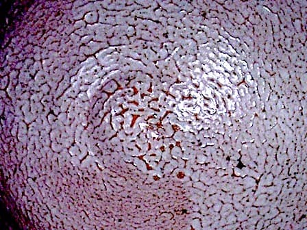 京焼・清水焼　ピーター・ハーモン（巖）作　黒豆　灰釉　梅花茶碗　無傷　共箱　保証