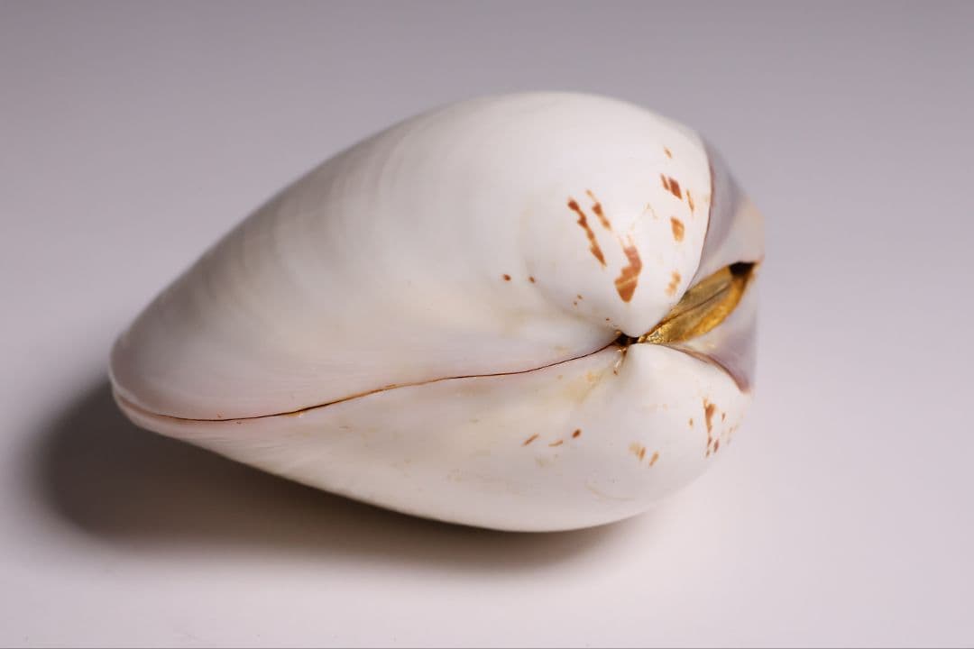 貝合せ 池坊専好立花図 四十五世 池坊専永 箱書 香合 華道 金彩【MA908】