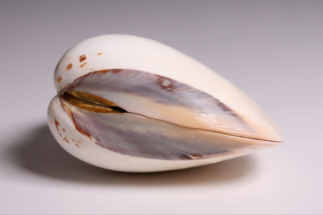 貝合せ 池坊専好立花図 四十五世 池坊専永 箱書 香合 華道 金彩【MA908】