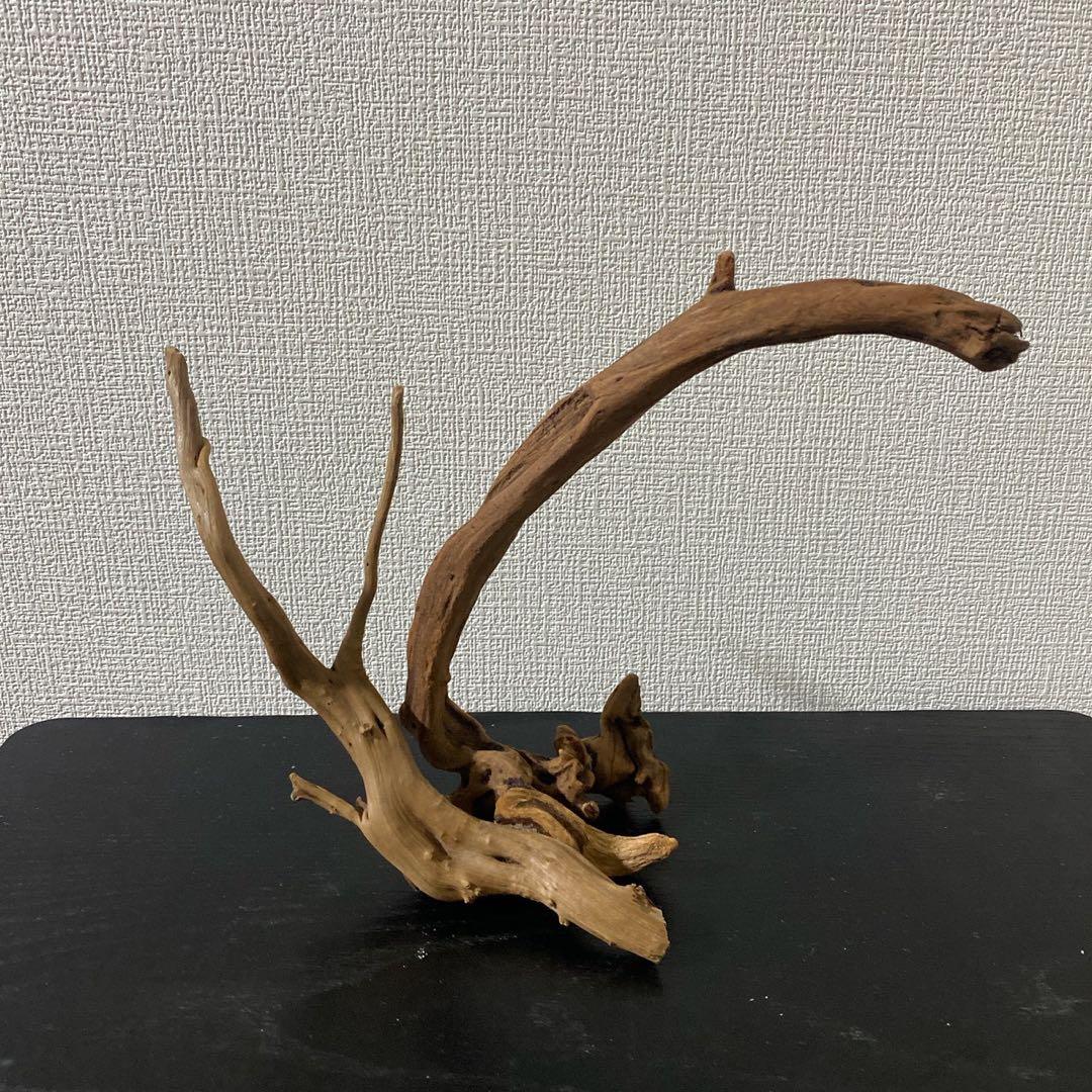 マングローブレイアウト2点付き水槽セット