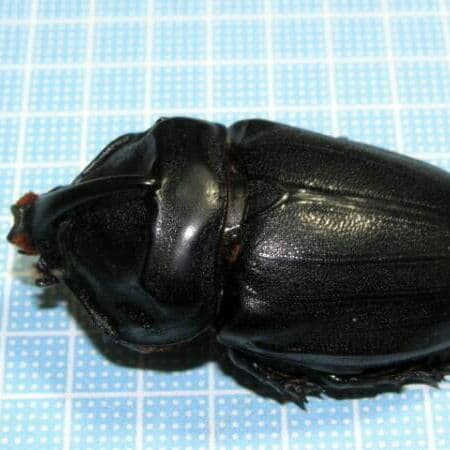 マダガスカル産　ギガスサイカブト 大型