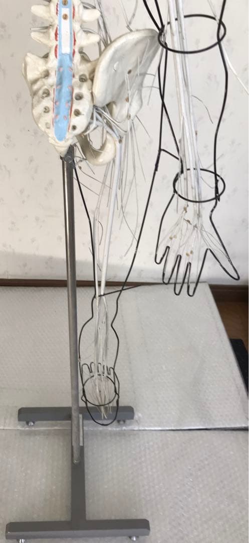 脳および神経系人体模型♡ 京都科学