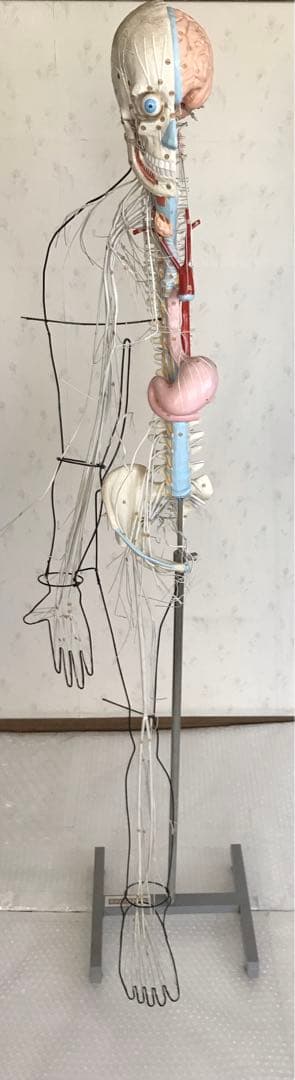 脳および神経系人体模型♡ 京都科学