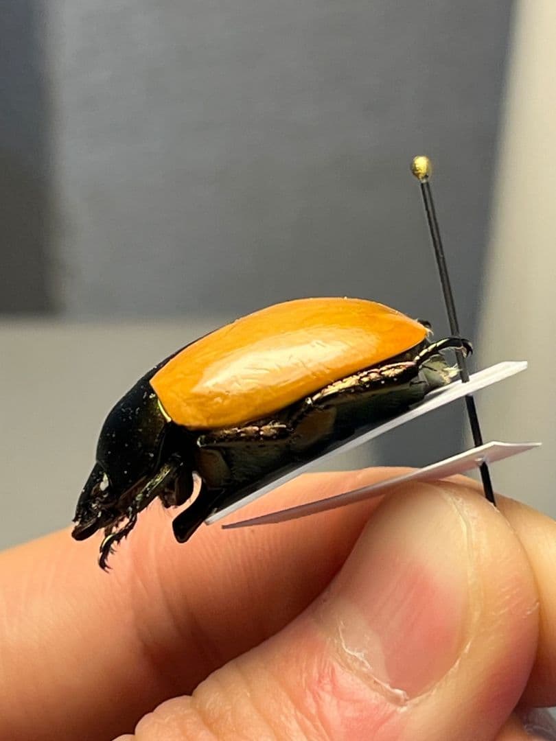 【28mm】クラバータカメノコブイブイ プラチナコガネ 昆虫標本 コガネムシ