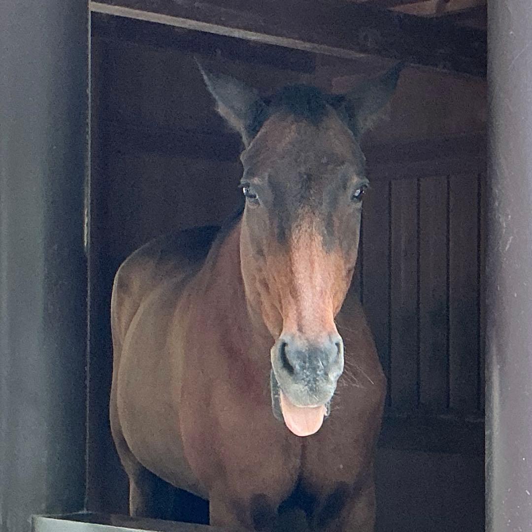 糸魚川翡翠　土倉沢　勾玉　1点のみ‼︎