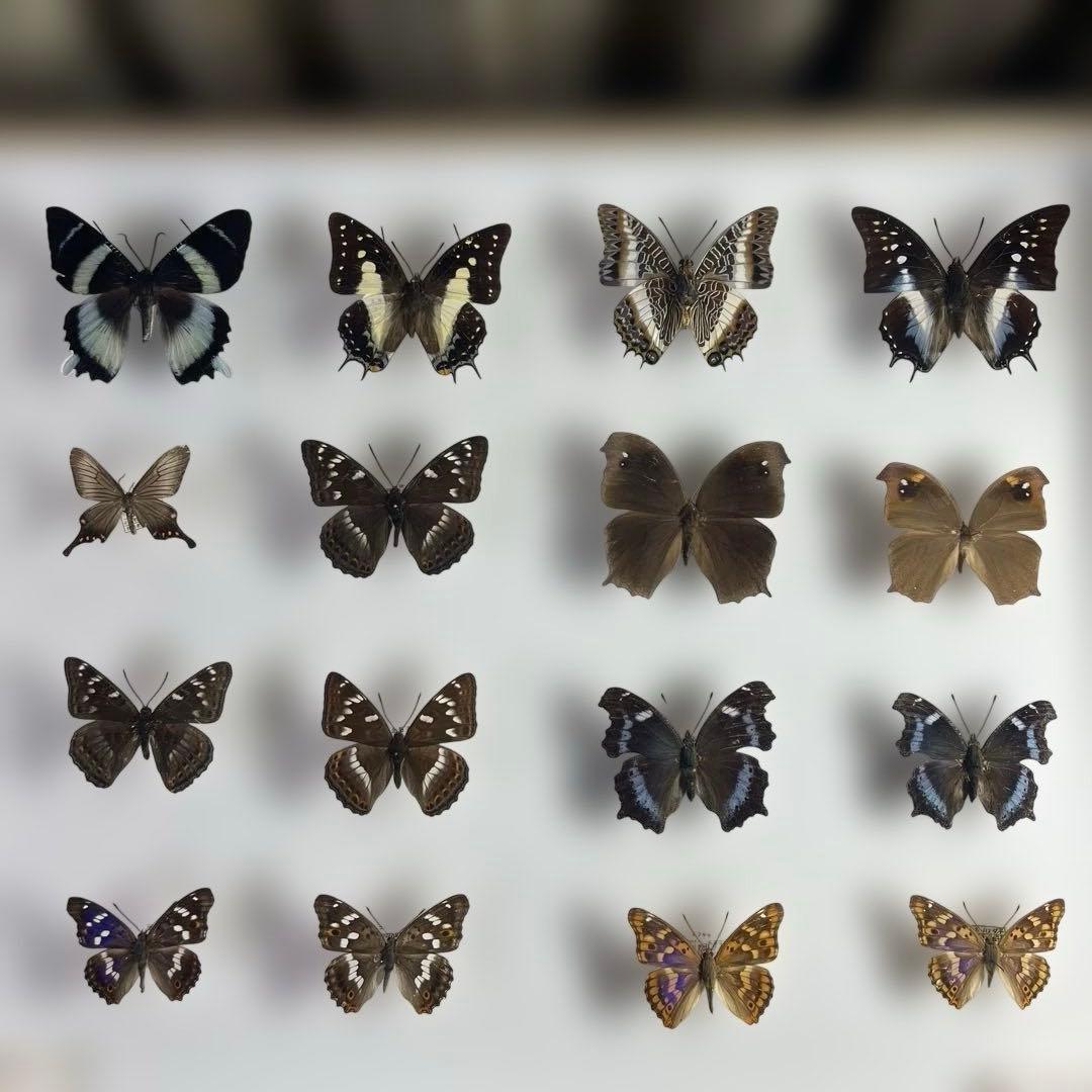 蝶標本、16匹 UV防止膜ドイツ箱