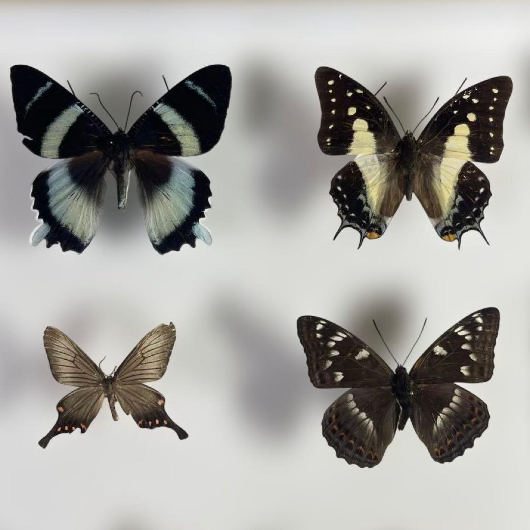 蝶標本、16匹 UV防止膜ドイツ箱