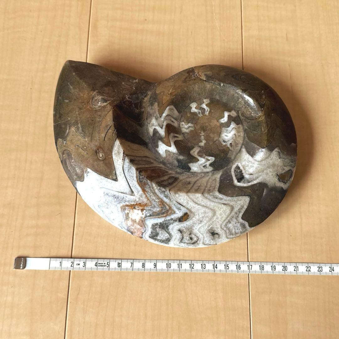 ゴニオクリメニアの化石 アンモナイト モロッコ産 化石 デボン紀 大きめサイズ