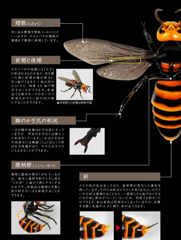 いきもの大図鑑 アドバンス スズメバチ　 全3種セット オオスズメバチ