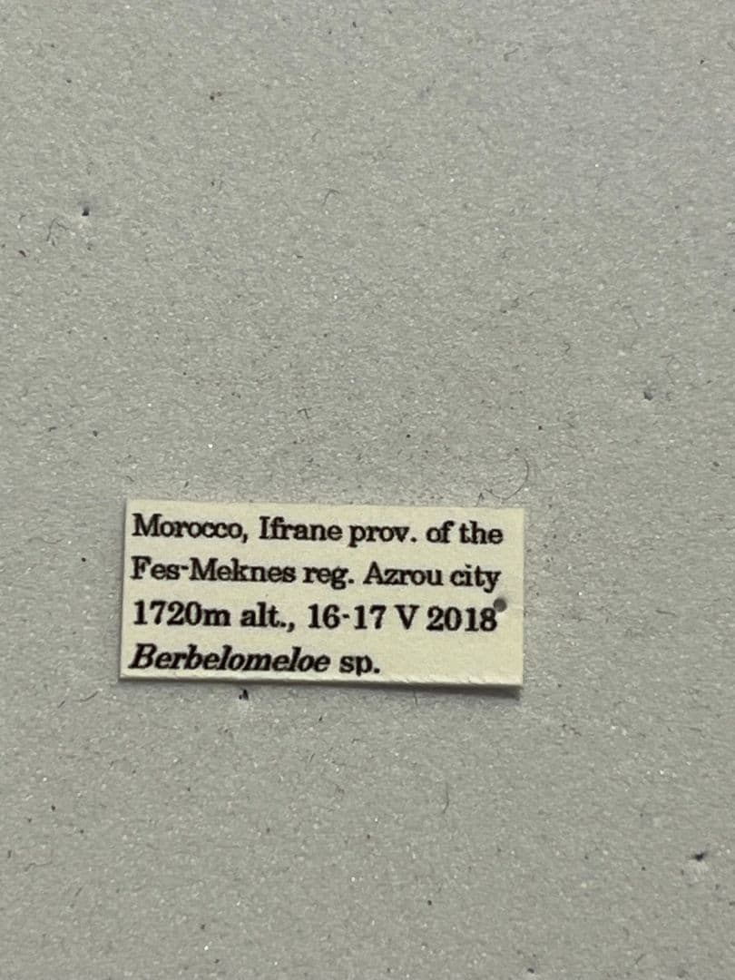 【36mm】ツチハンミョウ モロッコ産 オサムシマイマイカブリ 昆虫標本