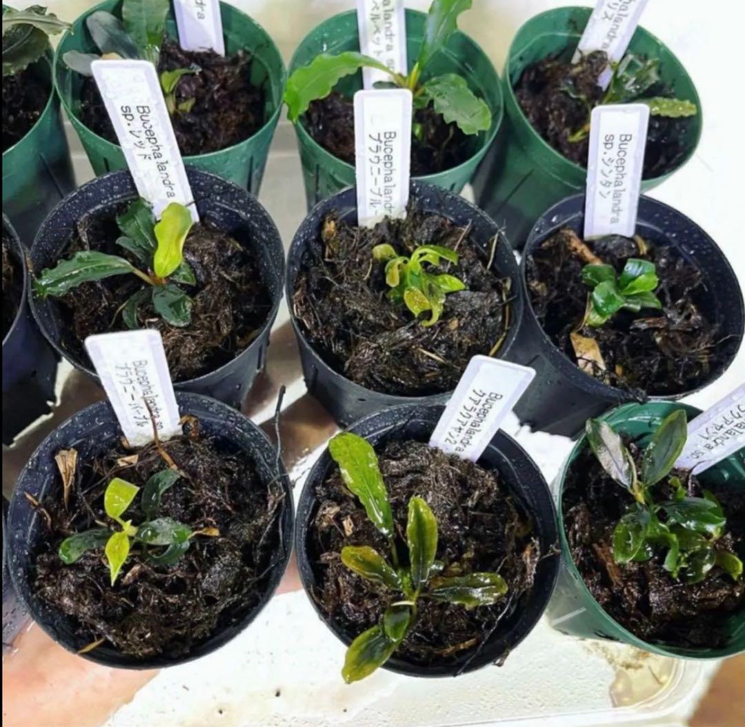 専用◆特◆ブセファランドラSP.よりどり15セット（良株） #ブセさかな屋 クダ