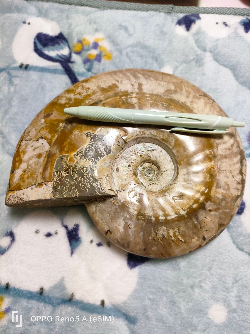 ☆アンモナイト☆約1キロある！？