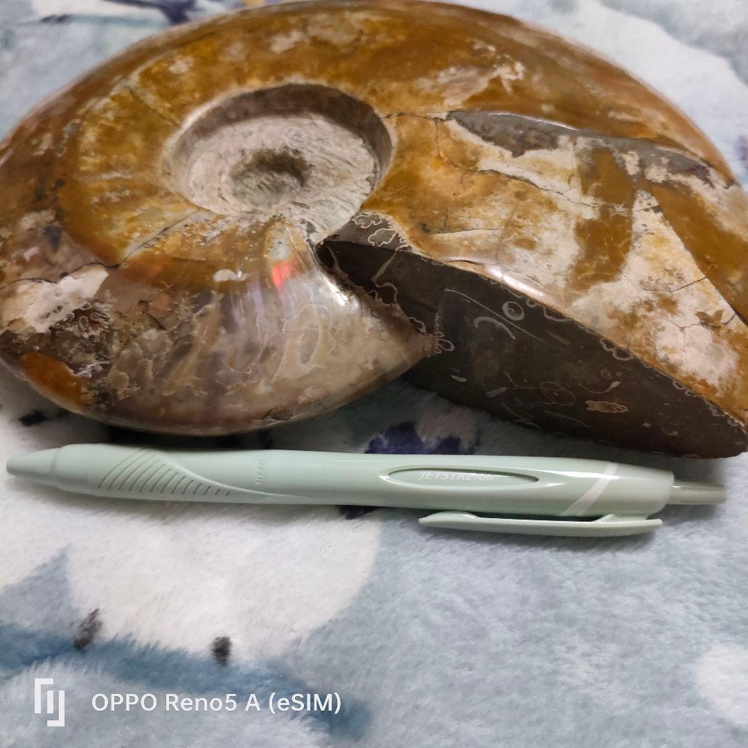 ☆アンモナイト☆約1キロある！？