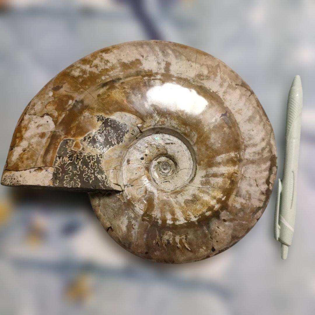 ☆アンモナイト☆約1キロある！？