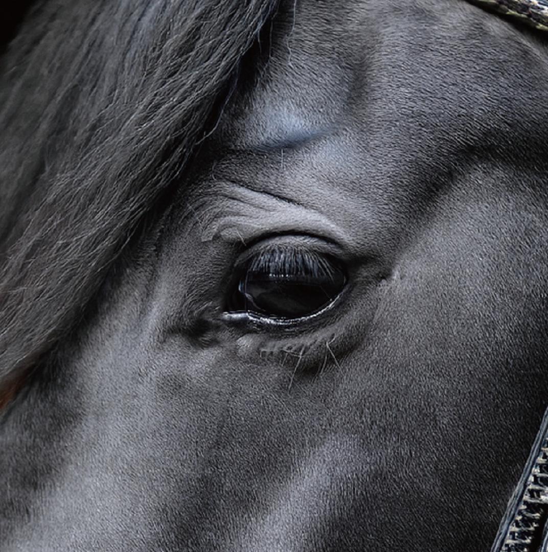 馬・No.003／アートポスター　400×500