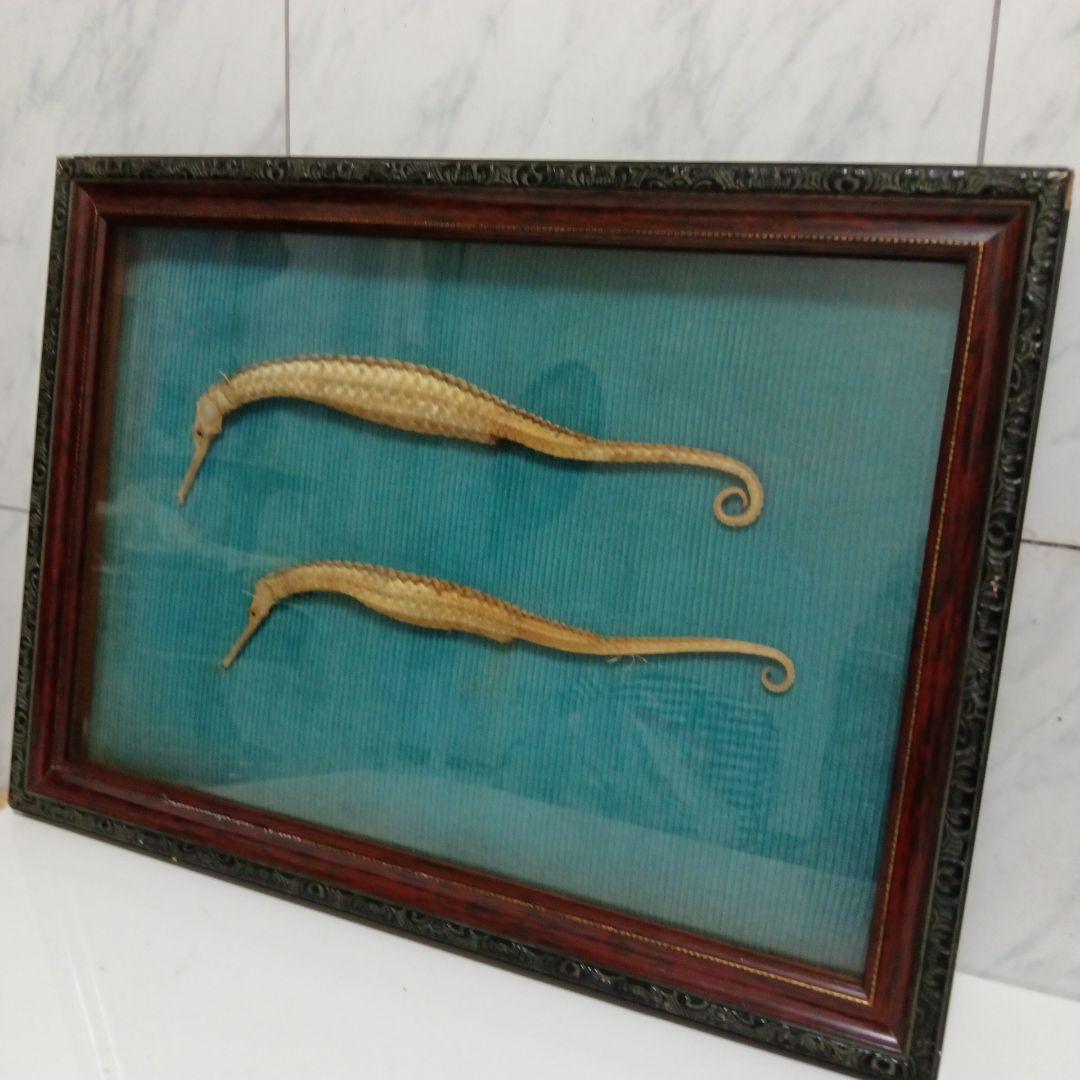 大珍品稀少レア昭和戦前後〜３０年代頃タツノオトシゴ縁起物大型個体標本額装当時物