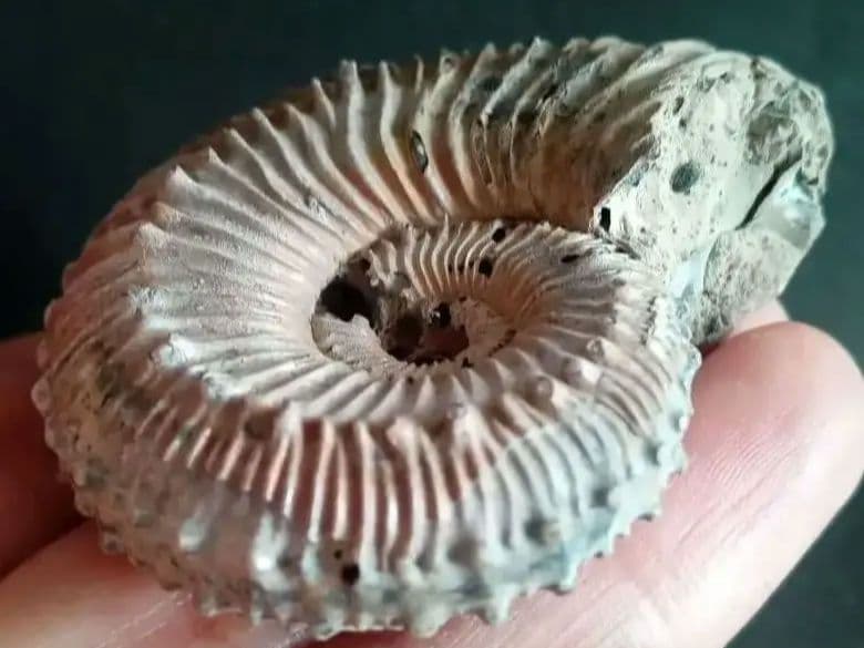 化石　パイライト　アンモナイト　棘々沢山　装飾豪華　殻付き標本　ロシア産