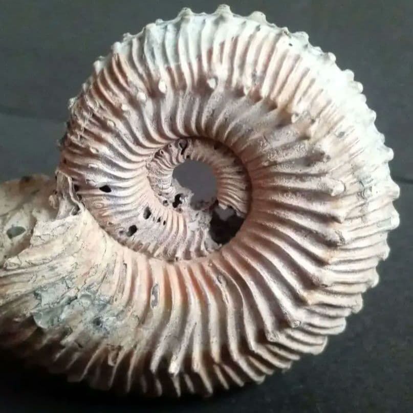 化石　パイライト　アンモナイト　棘々沢山　装飾豪華　殻付き標本　ロシア産