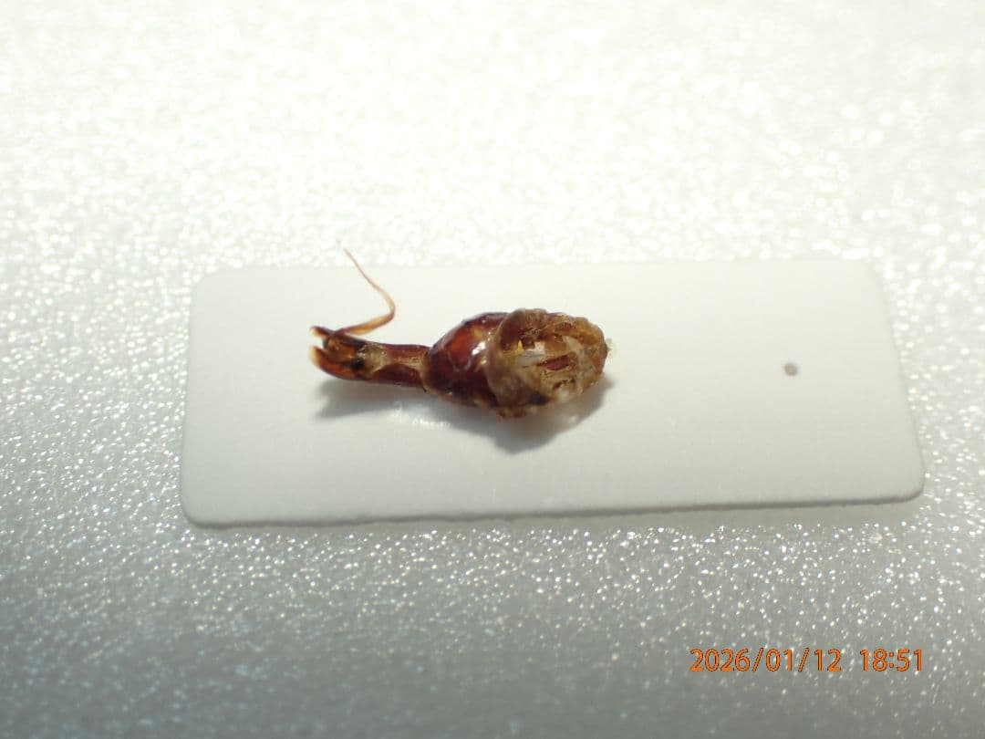 だ*お様 特大!!　54.1㎜　ヒメオオクワガタ