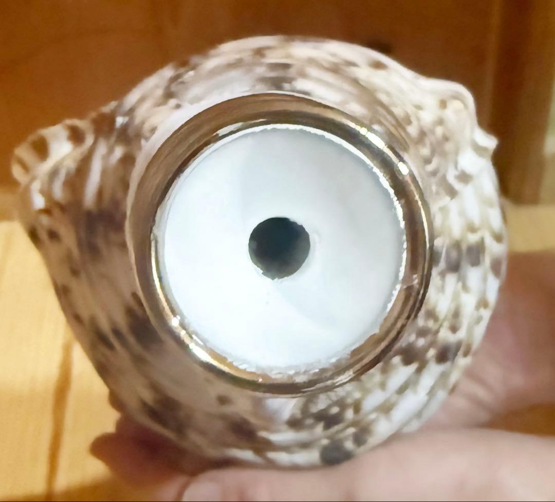 修験道法螺貝　山伏　密教　魔除け　熊よけ❣️ほら貝　ホラガイ