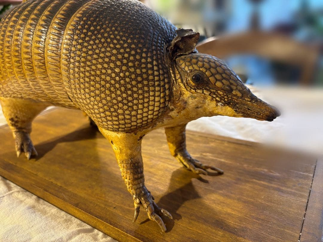 ココノオビアルマジロ/剥製/ワシントン条約 ・日本国内法（種の保存法）対象外