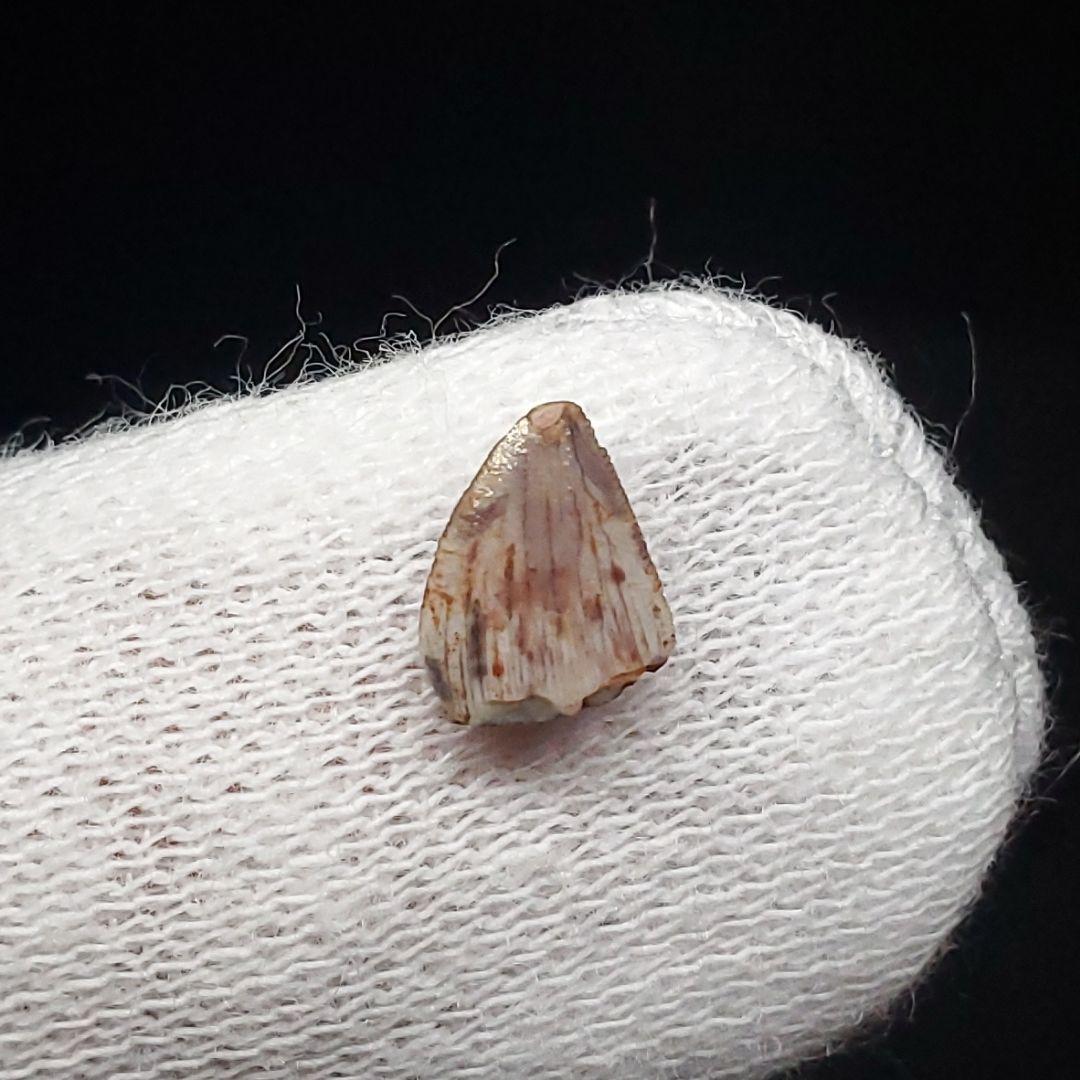 希少 ポストスクス 爬虫類 歯 化石 ニューメキシコ産 7.06mm fr66