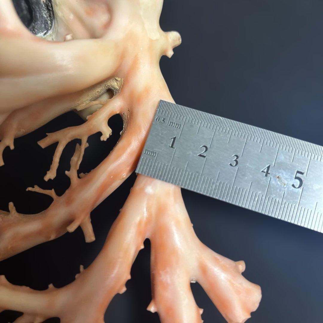 高知県産天然桃色珊瑚873グラム特大サイズ