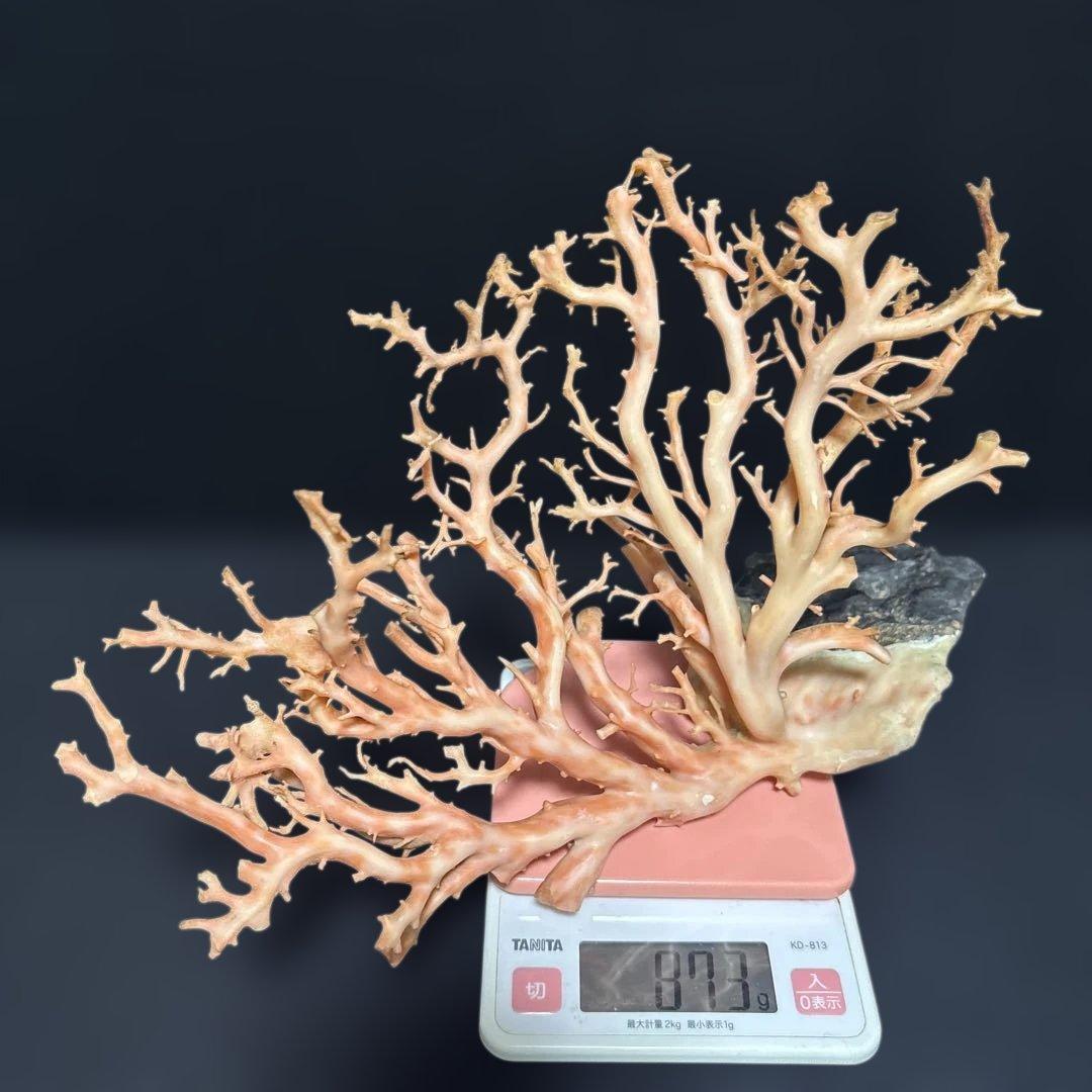 高知県産天然桃色珊瑚873グラム特大サイズ