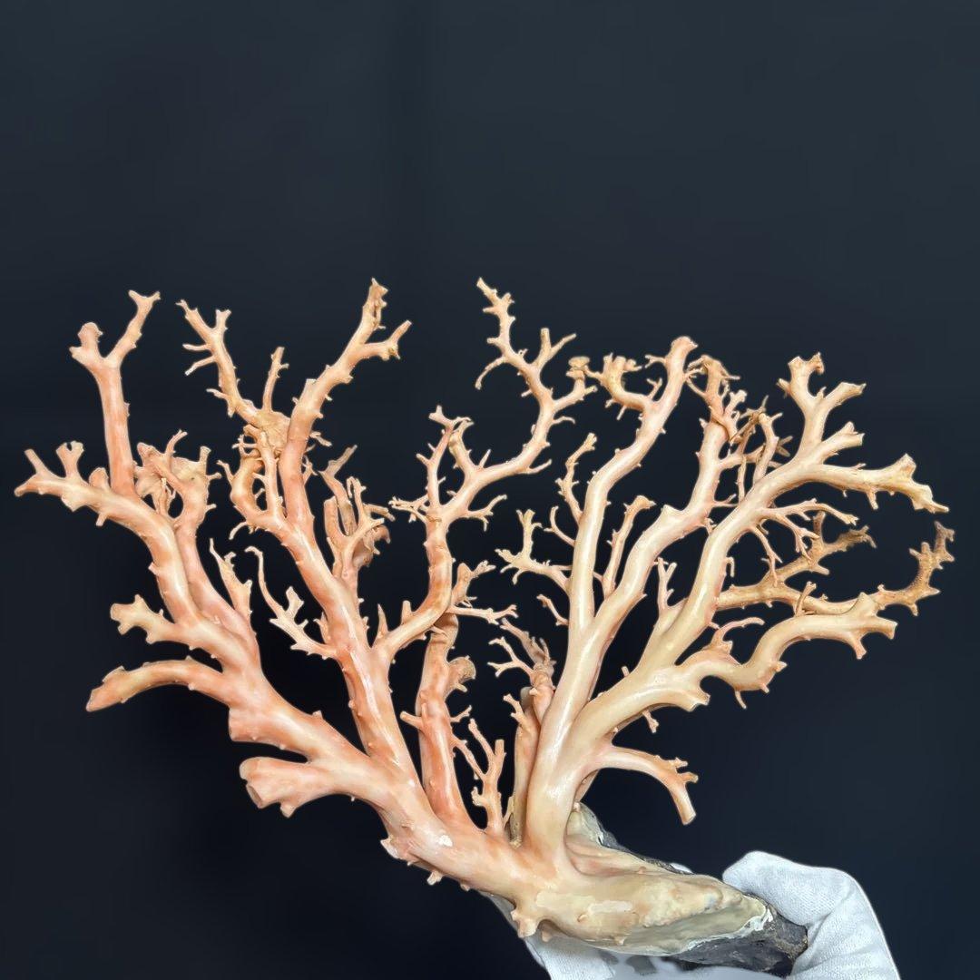 高知県産天然桃色珊瑚873グラム特大サイズ