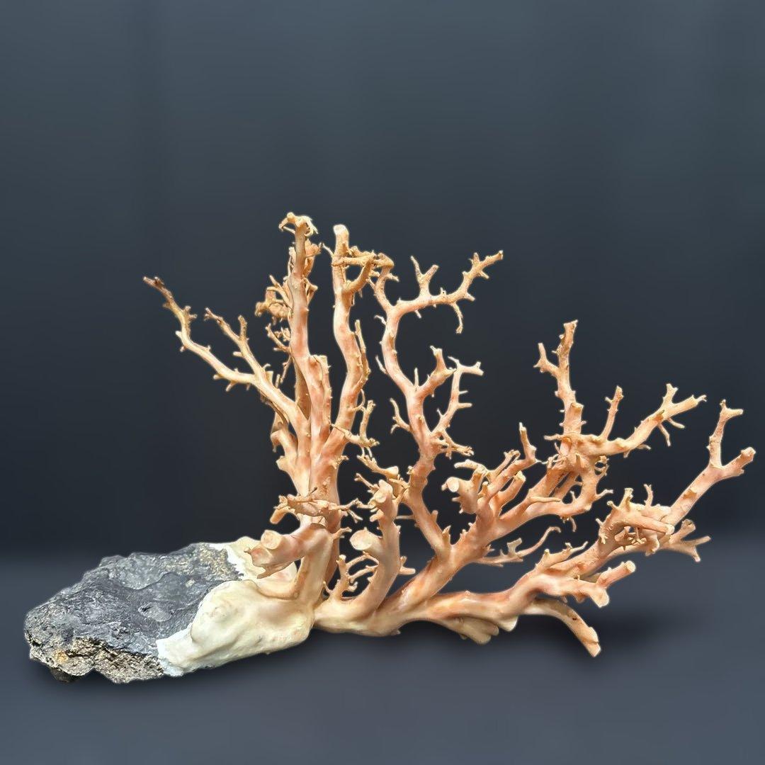 高知県産天然桃色珊瑚873グラム特大サイズ