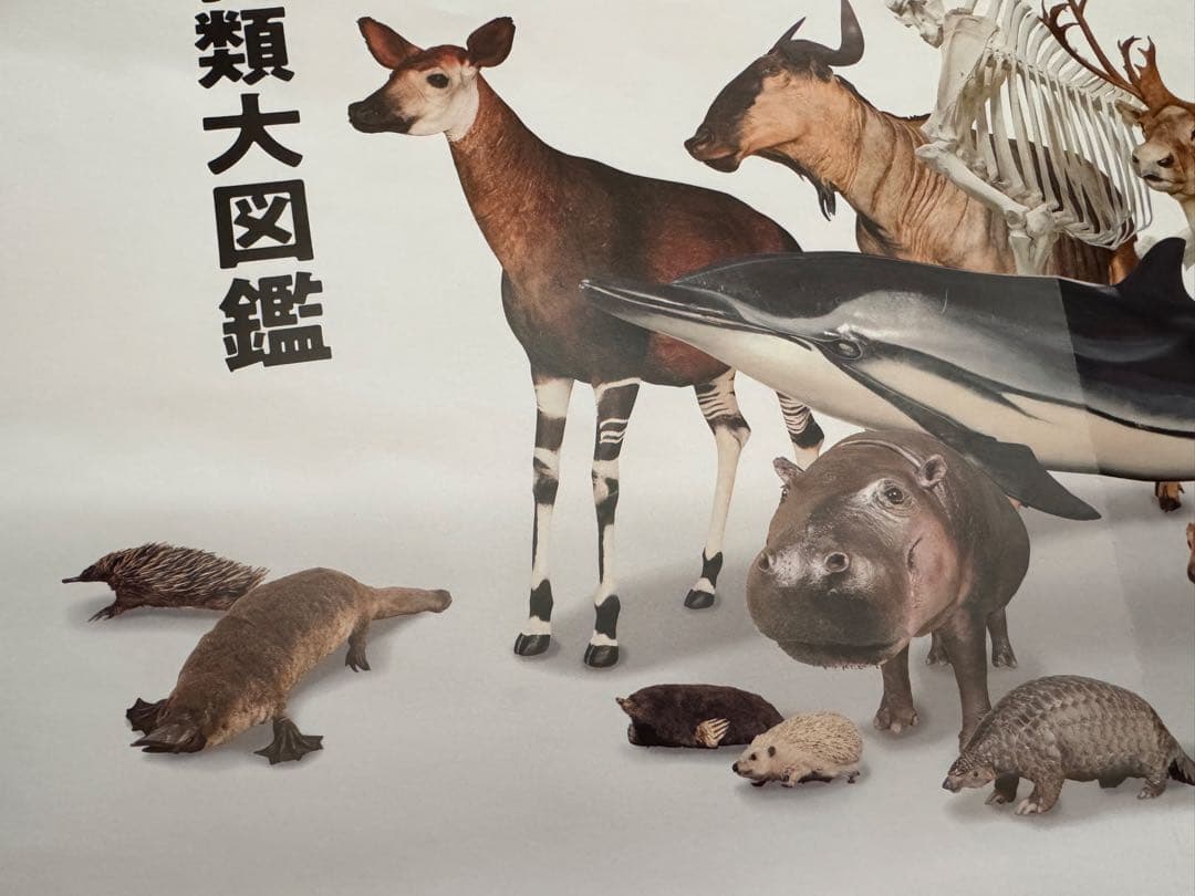 美品　大哺乳類展3 告知ポスター　カラー版