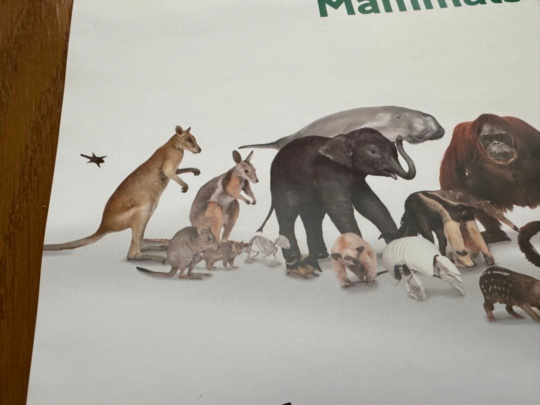 美品　大哺乳類展3 告知ポスター　カラー版