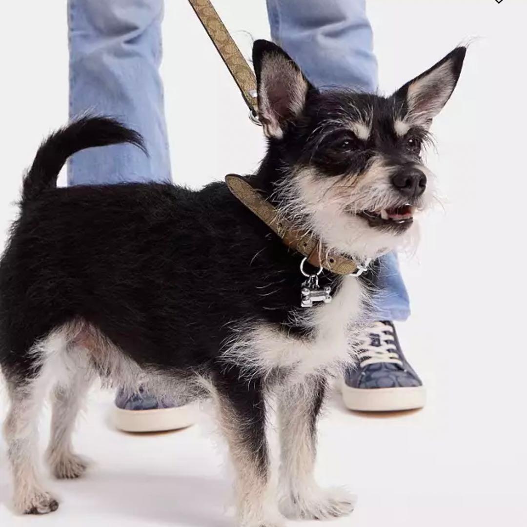 コーチ（coach）ボーンチャーム付き首輪 未使用品