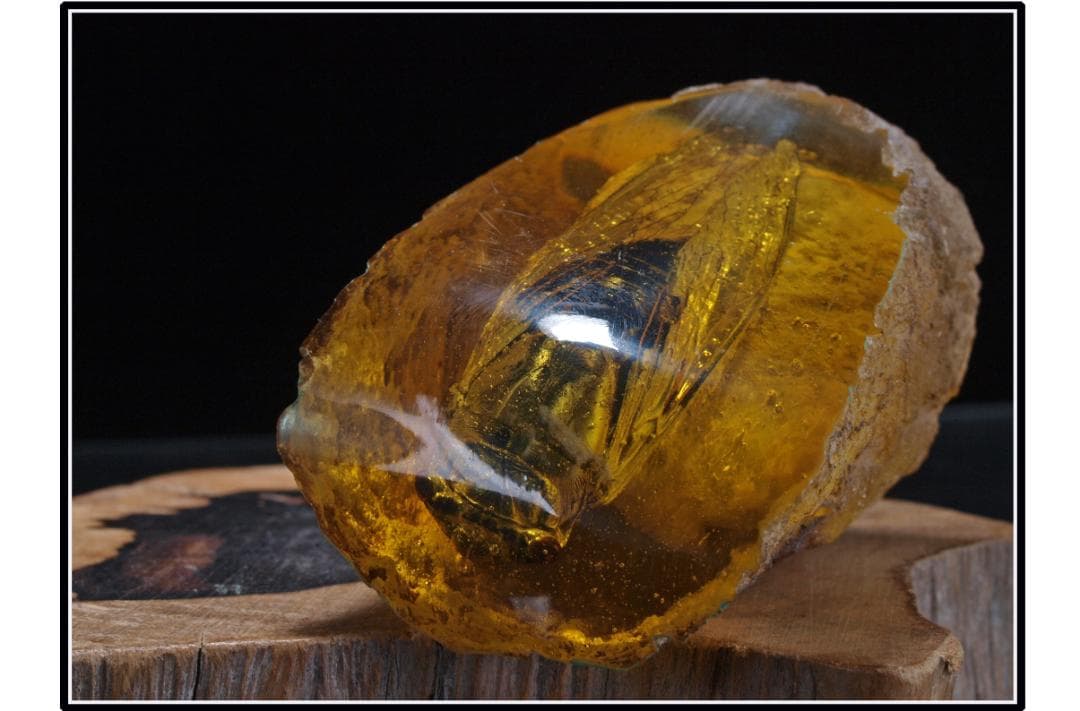 旧家初心だし　中国時代の化石　天然琥珀サソリ古美術 DE1656D4-2