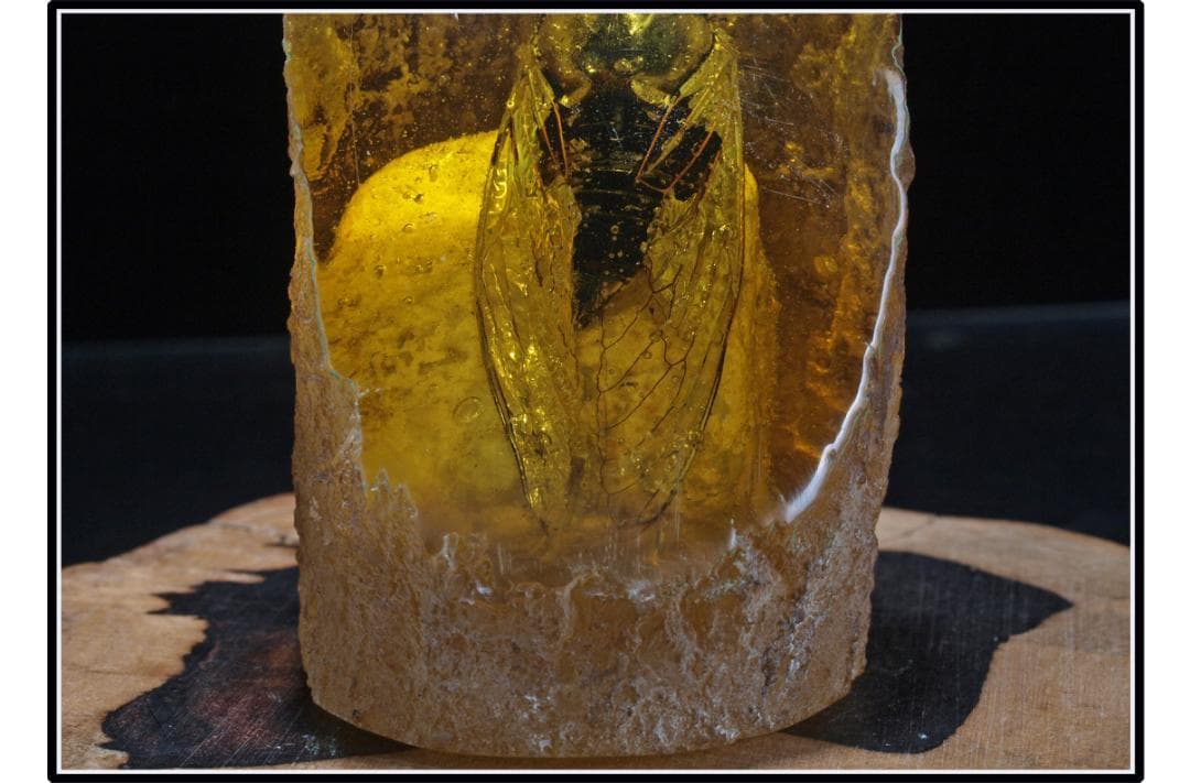 旧家初心だし　中国時代の化石　天然琥珀サソリ古美術 DE1656D4-2