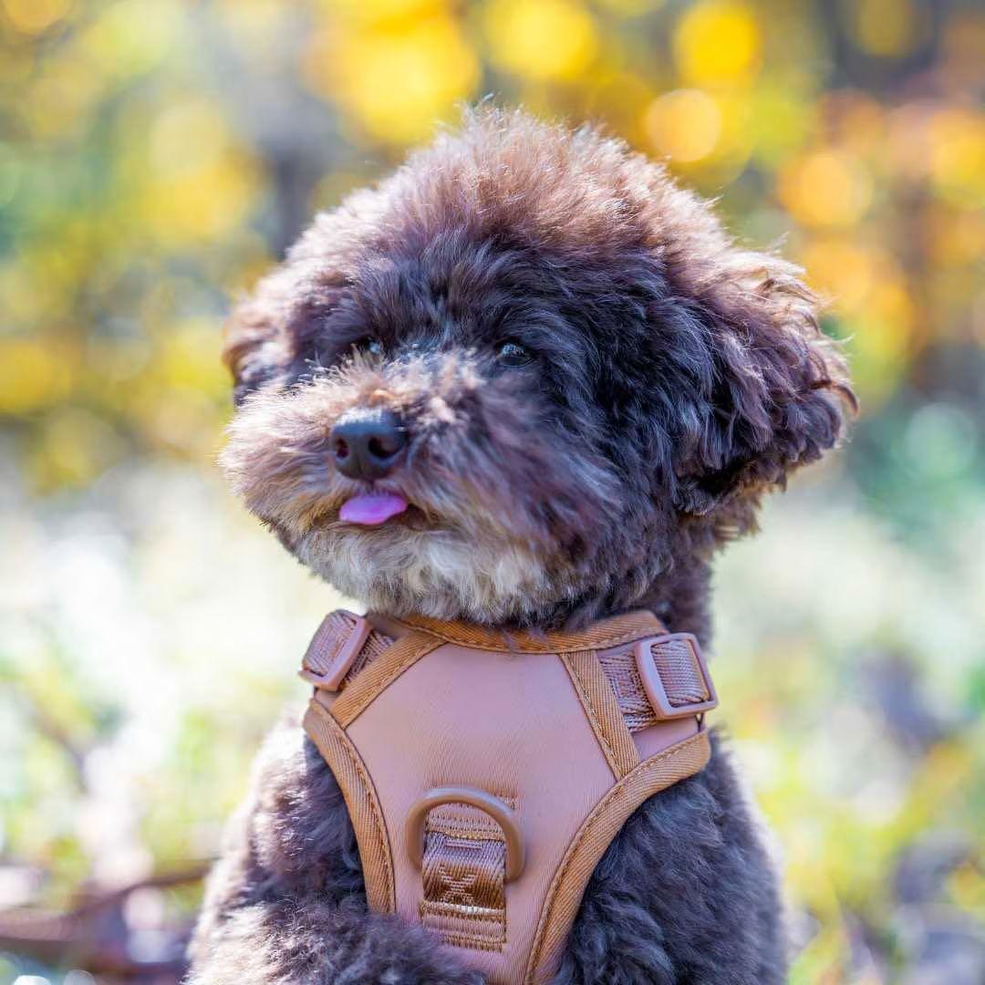 【新品】ハーネス/max-bone/キャメルSサイズ/ラグジュアリーブランド