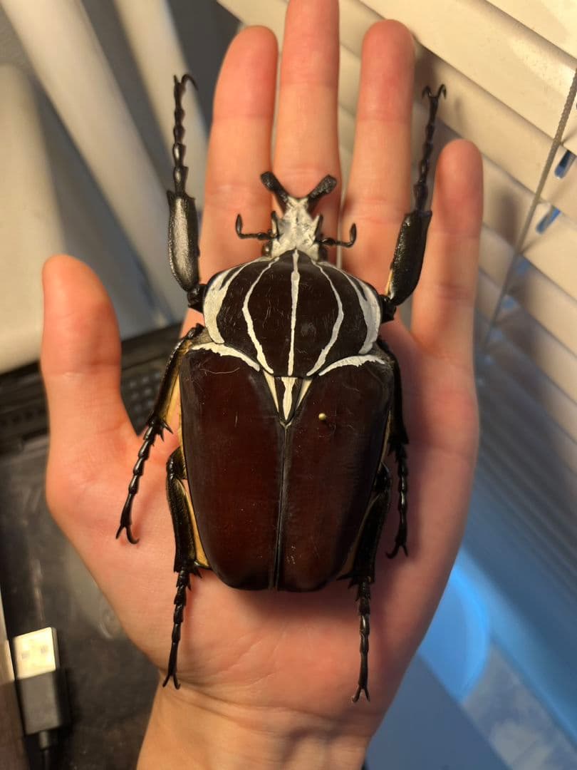 【104mm】ゴライアスオオツノハナムグリWC Goliath 昆虫標本