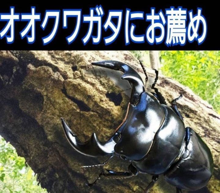 極上！ヒマラヤひらたけ菌糸ブロック【7個】初菌のみ使用！国産オオクワ85ミリ実績
